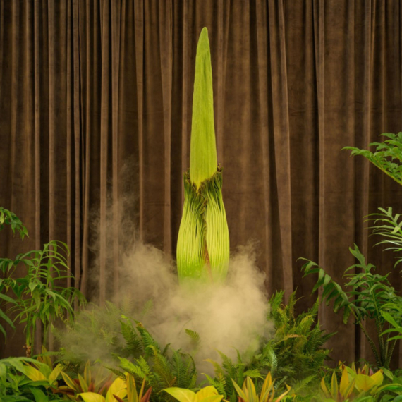 "Mrtvački cvet" ispušta miris trulog mesa: Ovo se retko dešava VIDEO