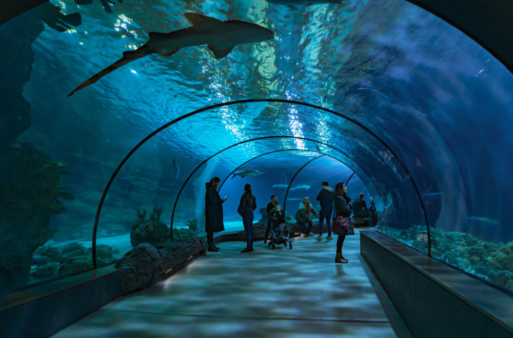 Na korak od izgradnje akvarijuma i Prirodnjačkog muzeja na Ušću