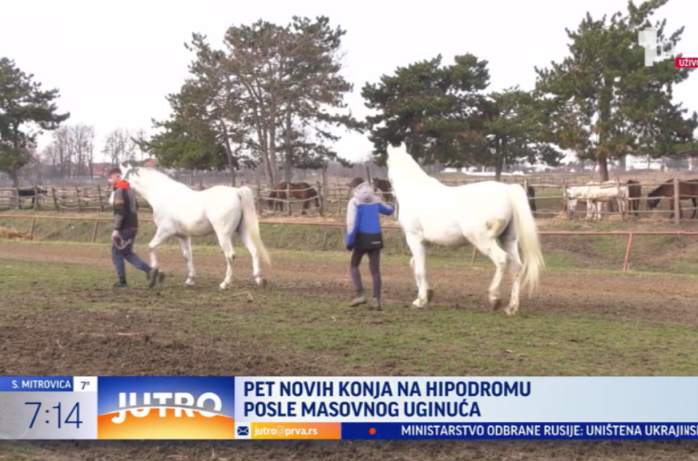 Tračak nade za kragujevački Hipodrom: Stiže pet novih konja VIDEO