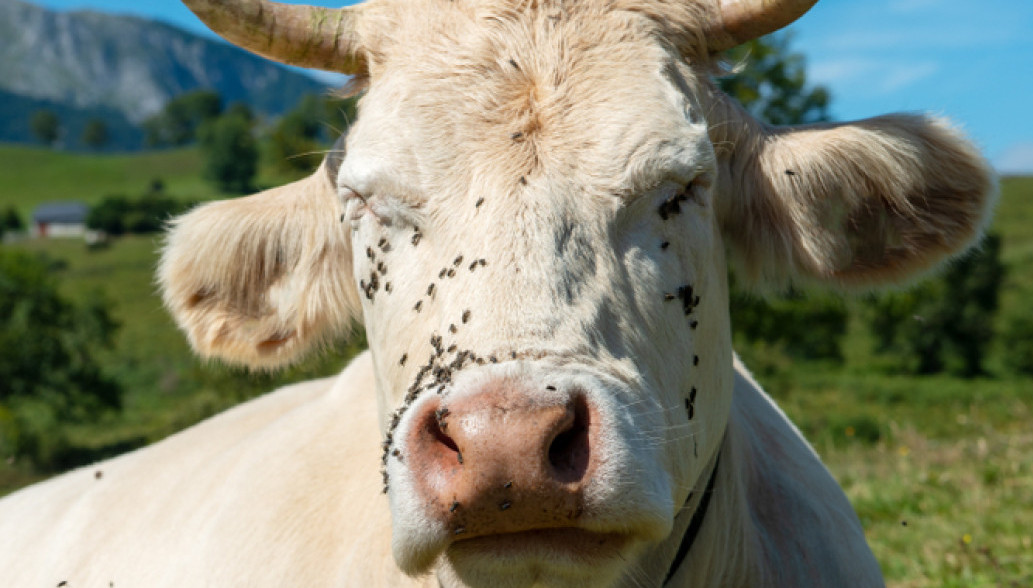 Klonirana krava koja košta 3,4 miliona evra VIDEO