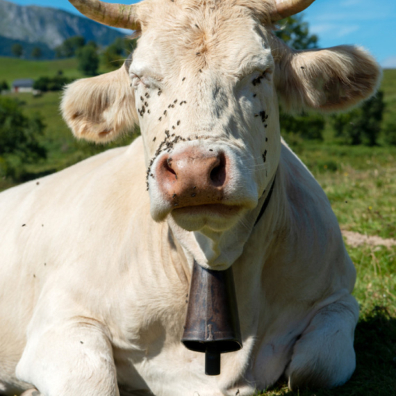 Klonirana krava koja košta 3,4 miliona evra VIDEO