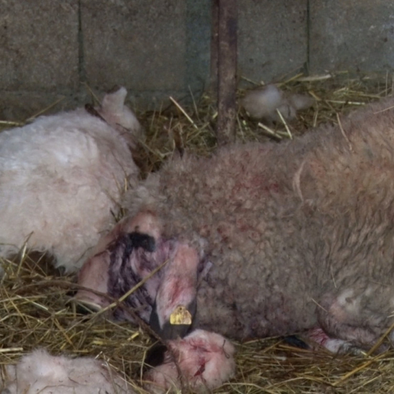 Zastrašujući prizor u Lunovom selu: Psi lutalice zaklali 12 ovaca i jaganjaca, meštani u strahu FOTO