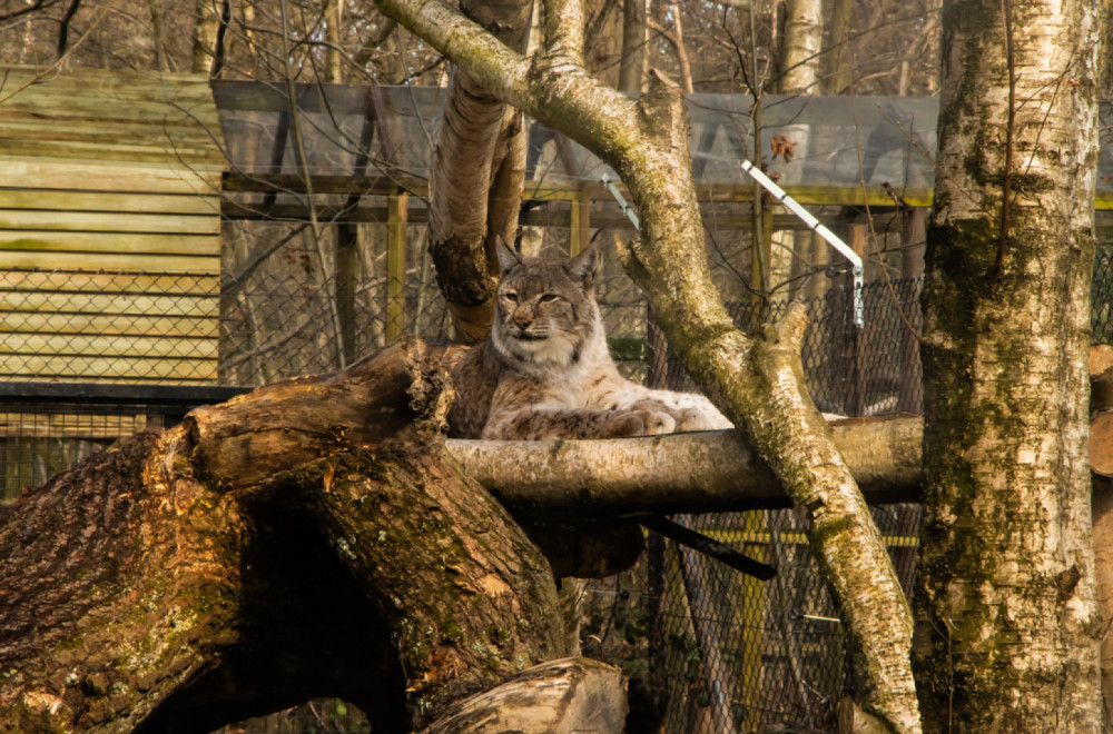 Stigao novi stanovnik u Beo zoo vrt: Predstavnik ugrožene vrste FOTO