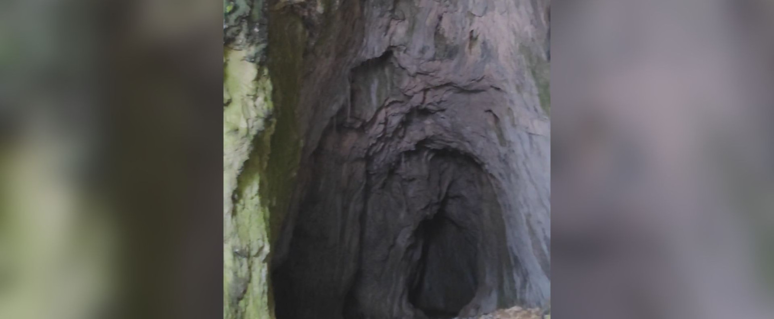 Tajni prolaz između Srbije i Crne Gore: Kršite li zakon ako prođete tuda? VIDEO