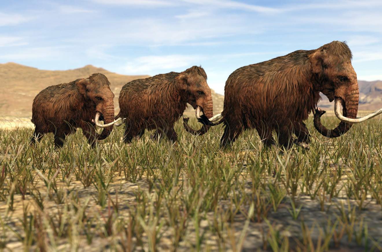 Naučnici će uskoro oživeti mamuta?