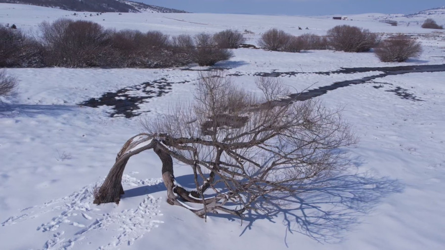 Čuveno drvo ljubavi na Pešteru: Mnogi su ovde došli, a potom pronašli svoju srodnu dušu FOTO