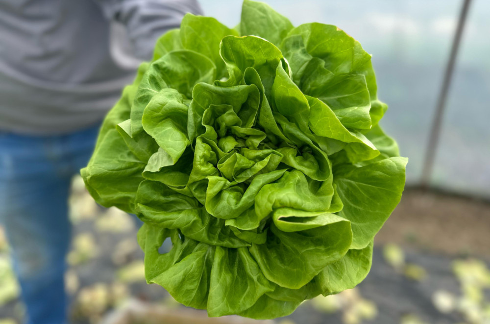 Na Veletržnici najtraženija zelena salata