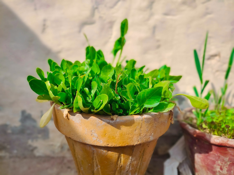 Da li je bolji kuvani ili sirovi spanać? Objašnjenje stručnjaka mnoge će iznenaditi