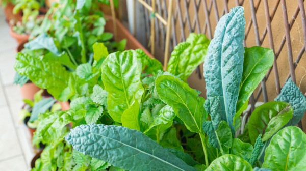 Magnezijum je esencijalni mineral, povećajte njegov unos konzumiranjem ove hrane FOTO