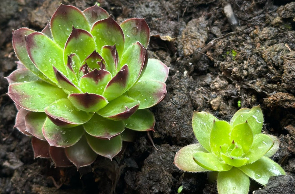 Ovu biljku smatraju čudom prirode: Leči i žene i muškarce