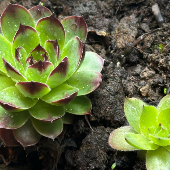 Ovu biljku smatraju čudom prirode: Leči i žene i muškarce