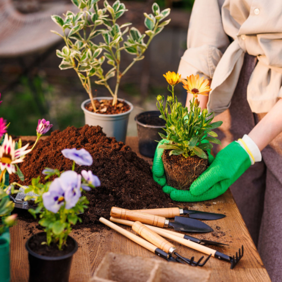 Zašto je smeđi šećer dobar za biljke? Rešava 5 letnjih boljki cveća