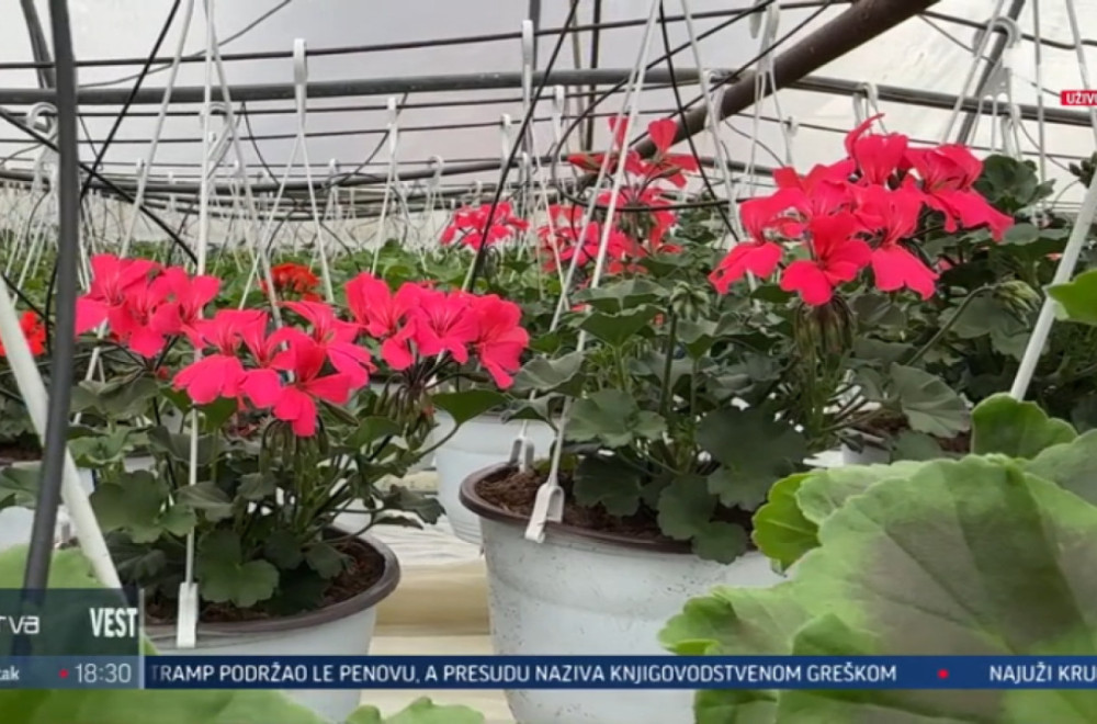 Leskovčanin se nije pokajao: Dok su neki gajili paprike, on je gajio cveće VIDEO