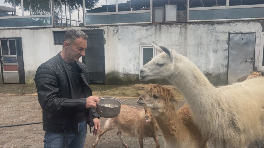 Lame iz Berana su Beograđanke: Preslatke životinje postale prava atrakcija u Crnoj Gori FOTO