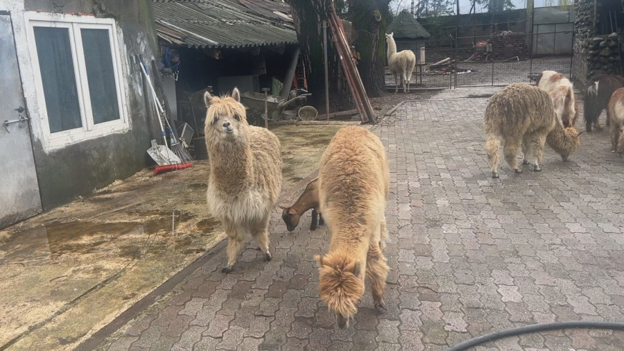 Lame iz Berana su Beograđanke: Preslatke životinje postale prava atrakcija u Crnoj Gori FOTO