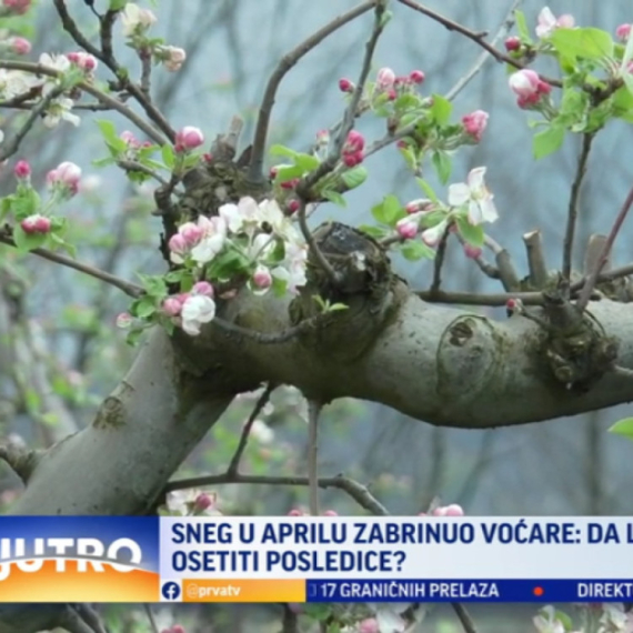 Čačanski voćari u problemu: Šteta je ogromna VIDEO