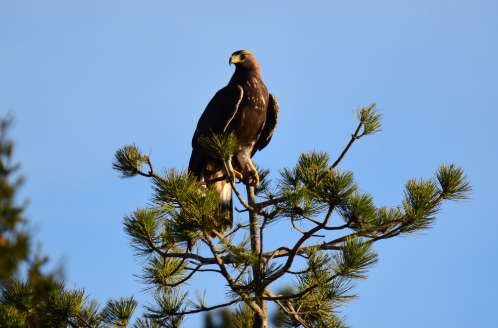Veličanstveni gost na srpskoj planini: Uočena strogo zaštićena vrsta, a po ovome je posebna FOTO