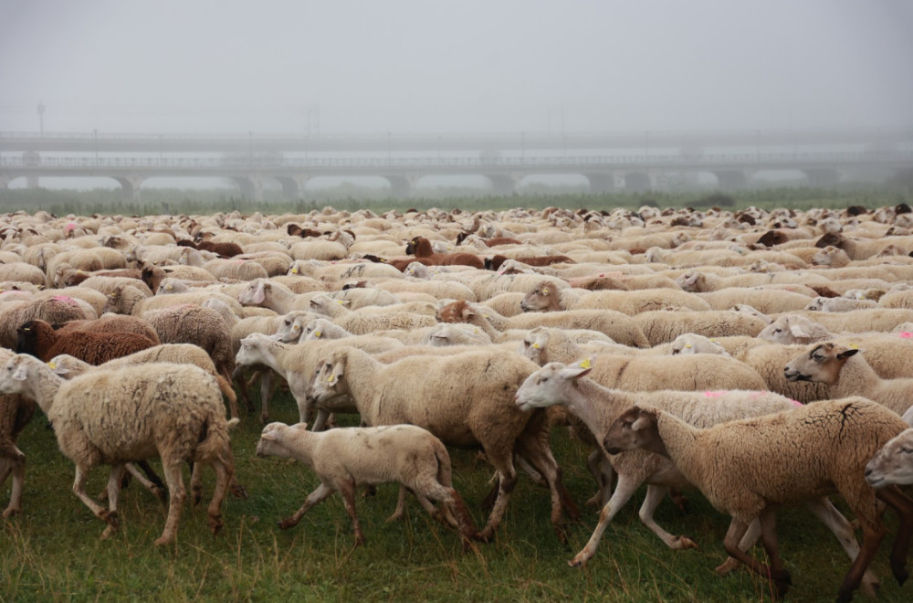 Dramatična borba na Pešteru: Vuk napao ogromno stado, ali hrabri pas ih spasio VIDEO