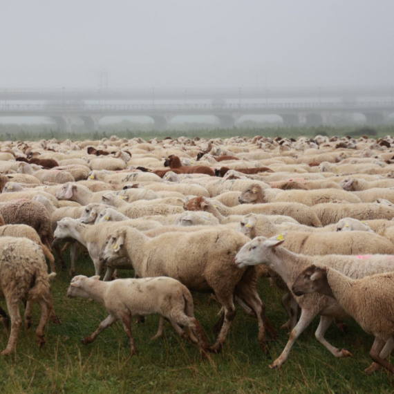 Dramatična borba na Pešteru: Vuk napao ogromno stado, ali hrabri pas ih spasio VIDEO