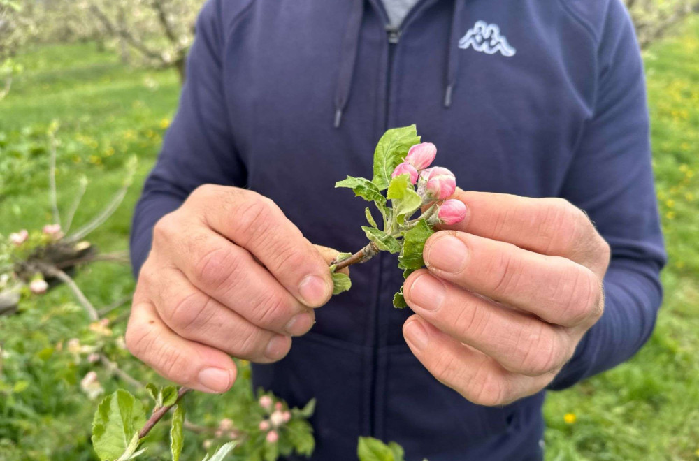 Velik udar na voće; Stručnjaci ocenili: Problemi su ozbiljni