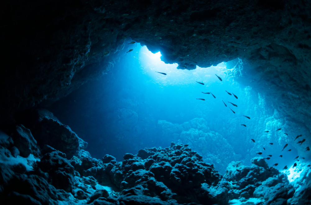 Neverovatan prizor u Albaniji: Viđena najugroženija vrsta VIDEO