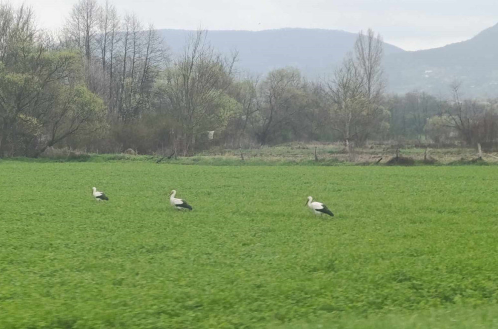 Vratile se rode u srce Srbije FOTO