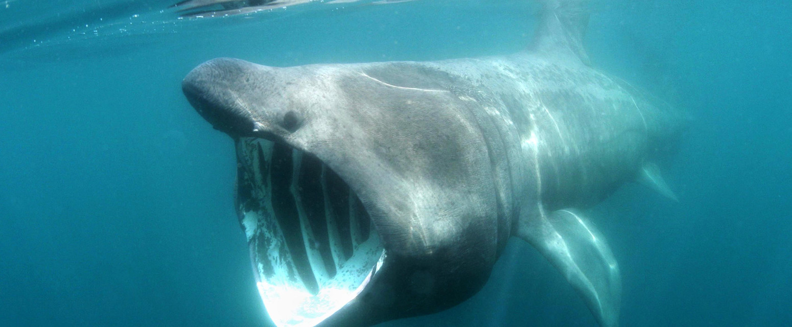 Ogromna ajkula viđena u blizini poznatog ostrva VIDEO