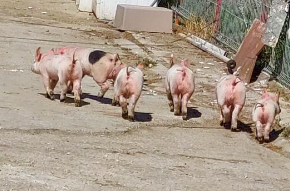 "Pobegli pre praznika": Neobičan prizor na čuvenoj "prase štrase" u Čačku FOTO