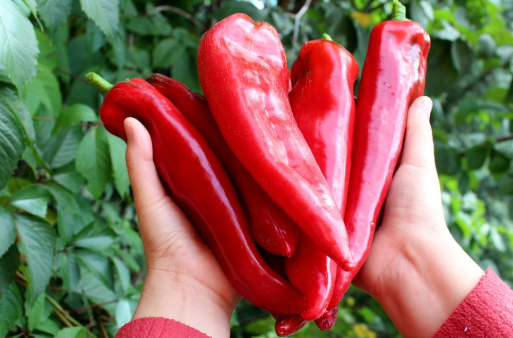 Tegla ajvara skuplja od kile mesa: Cena paprike sve viša, kornišoni poskupeli 40 dinara