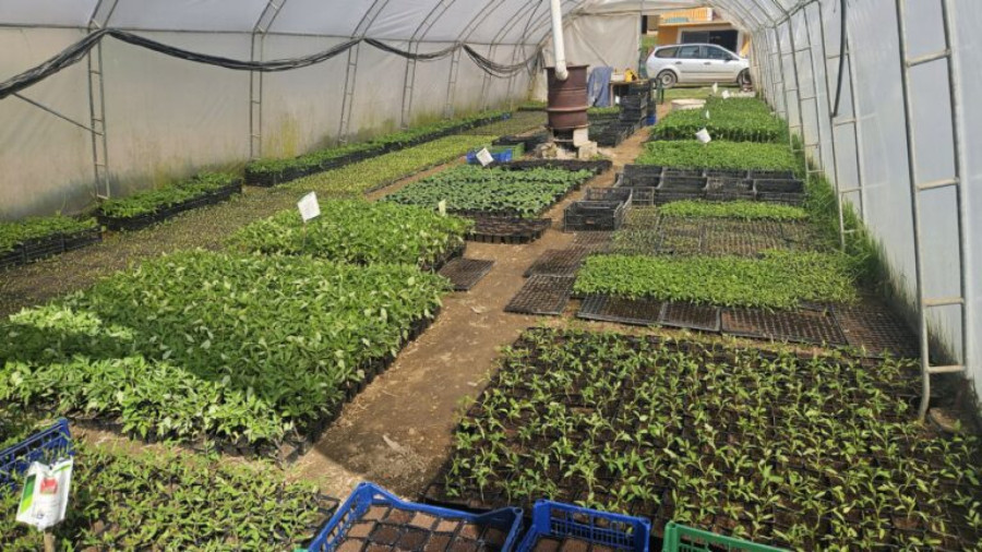 Povrće ide kao alva: Zlatan i Ljubisav prodaju sve što proizvedu FOTO