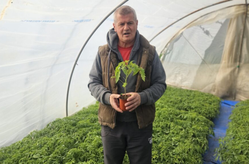 Povrće ide kao alva: Zlatan i Ljubisav prodaju sve što proizvedu FOTO