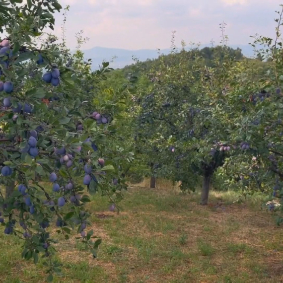 Dok je Srbije - biće i šljiva: Naša zemlja prva u Evropi po proizvodnji ovog voća FOTO