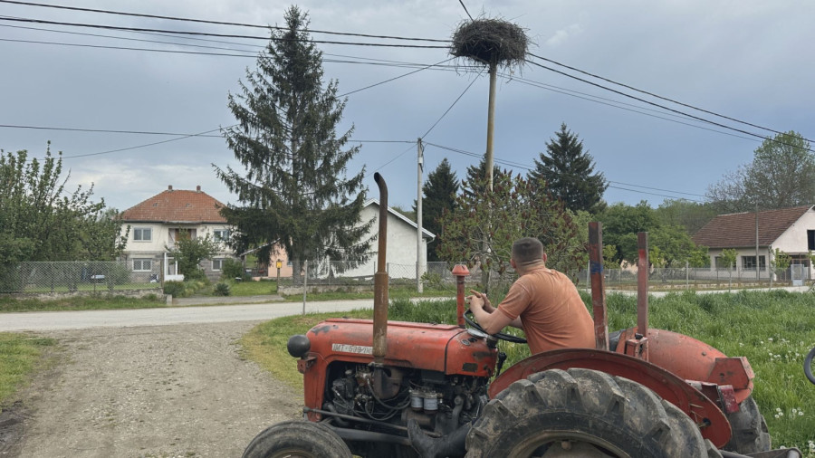 Nesvakidašnja priča o ljubavi između čoveka i ptica: Vraćaju mu se svakog proleća FOTO
