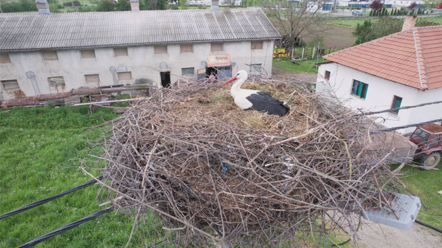 Nesvakidašnja priča o ljubavi između čoveka i ptica: Vraćaju mu se svakog proleća FOTO