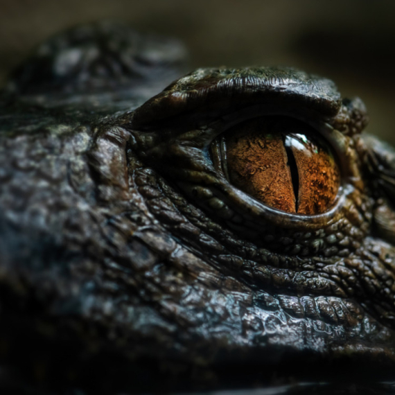 Daždevnjak, pa boa Boško a sada... "Uhvaćena" egzotična zverka VIDEO