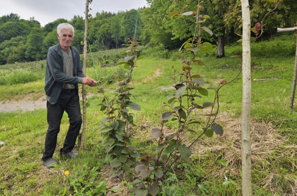 Čudo u selu kod Prijepolja: Usred imanja raste tropsko voće