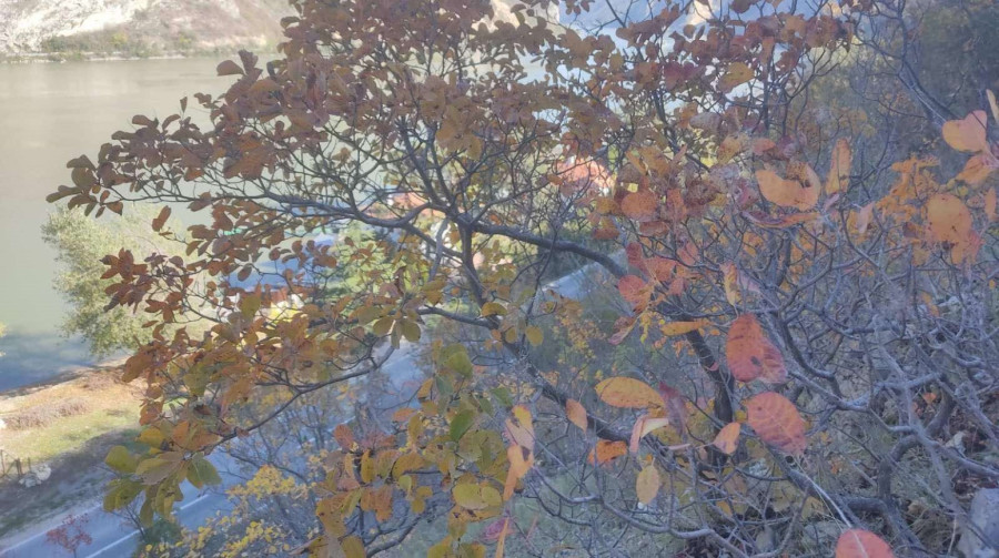 Ova biljka je prirodni antibiotik i spas za bubrege i infekcije: Malo ko je čuo za nju