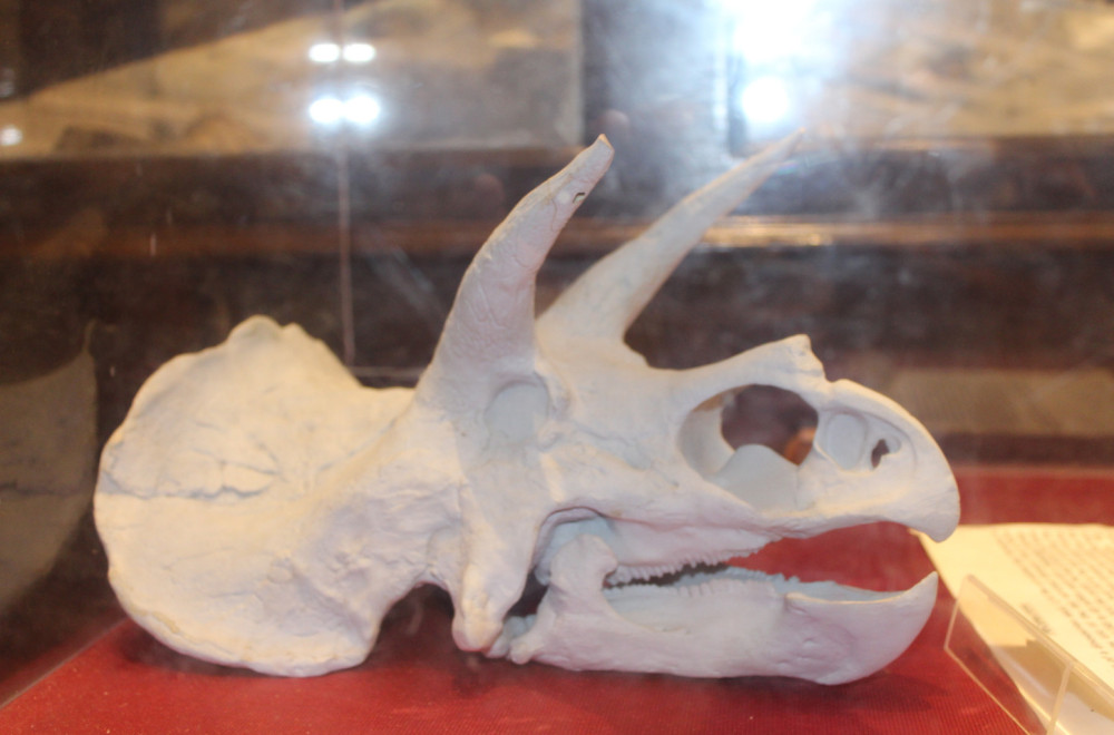 Naučnici razotkrili šta je mumificirano stvorenje iz Japana "koje donosi kišu"