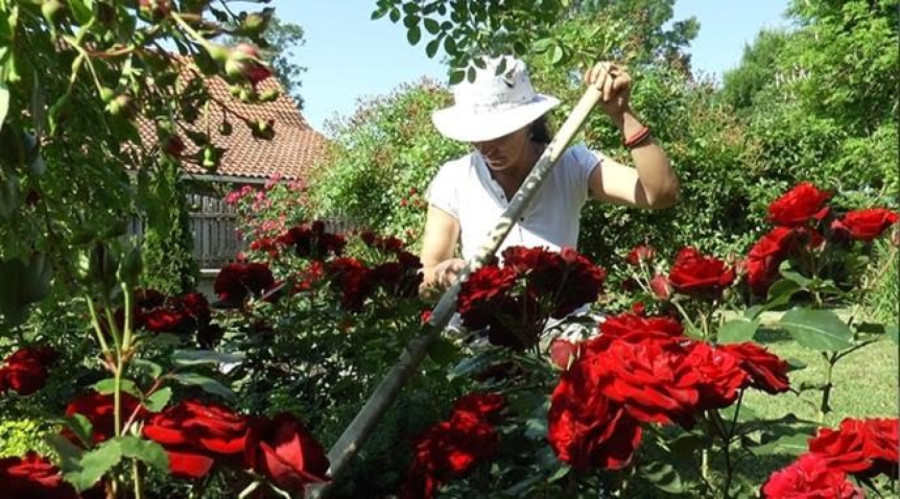 U ovoj bašti ima preko 1.000 najlepših cvetova FOTO
