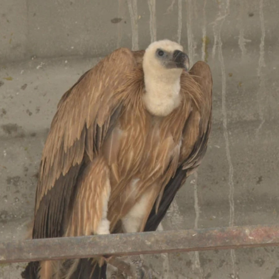 Krenuo kući, pa zalutao: Veličanstvenog beloglavog supa Stoju nestrpljivo čekaju na Uvcu