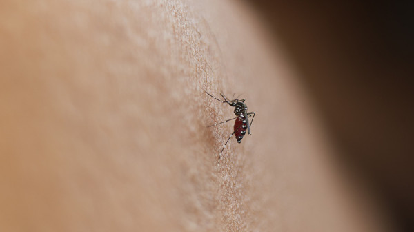 Alarm iz Rusije: Identifikovano 30+ novih virusa koje prenose krpelji i komarci
