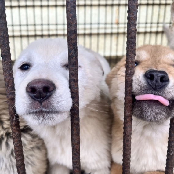 Otrkivena najveća farma za ilegalni uzgoj pasa; 853 životinje držane u nehumanim uslovima