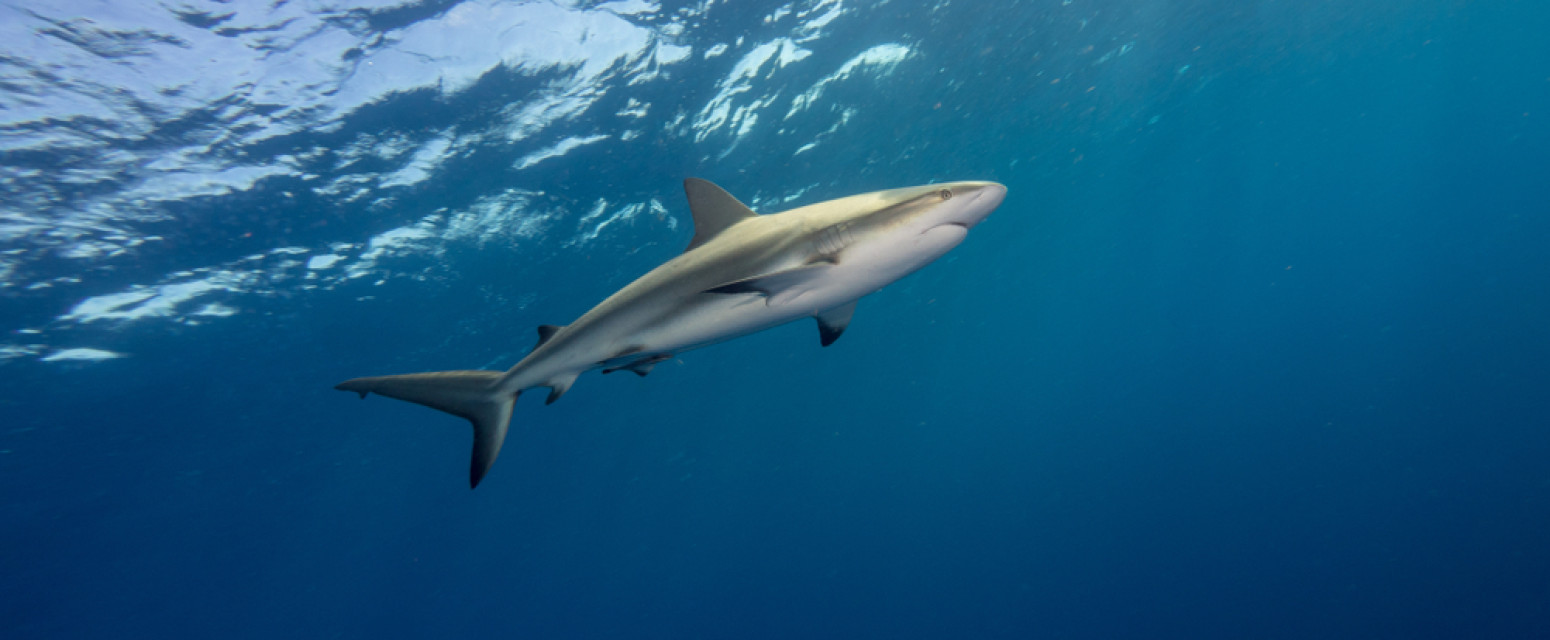 Ovo je najopasnija plaža na svetu: Ajkule vrebaju sa svih strana