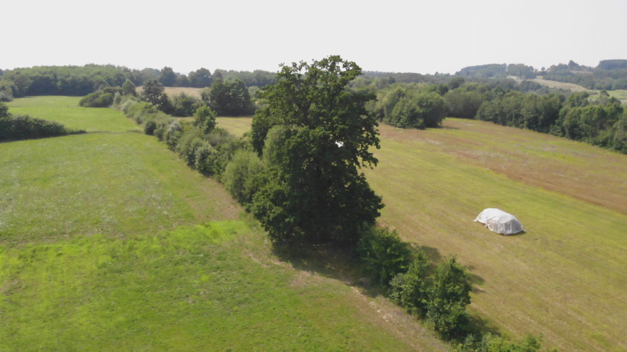 Magični hrast u Srbiji obilaze ljudi sa svih strana: Odlaze preporođeni FOTO
