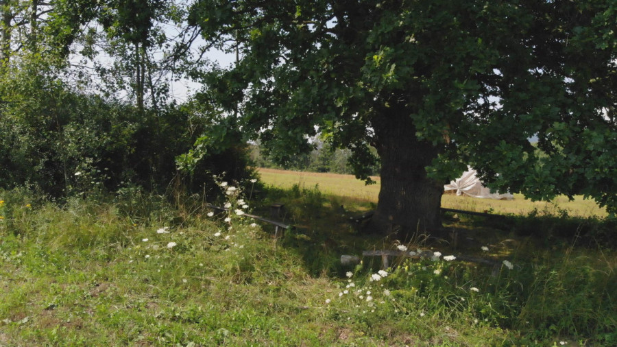 Magični hrast u Srbiji obilaze ljudi sa svih strana: Odlaze preporođeni FOTO