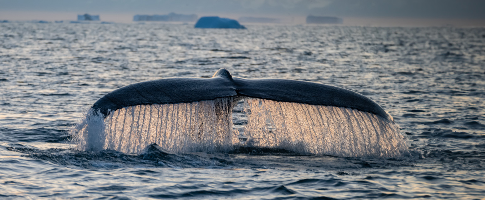 Kit u Hrvatskoj: Viđen kod popularne destinacije