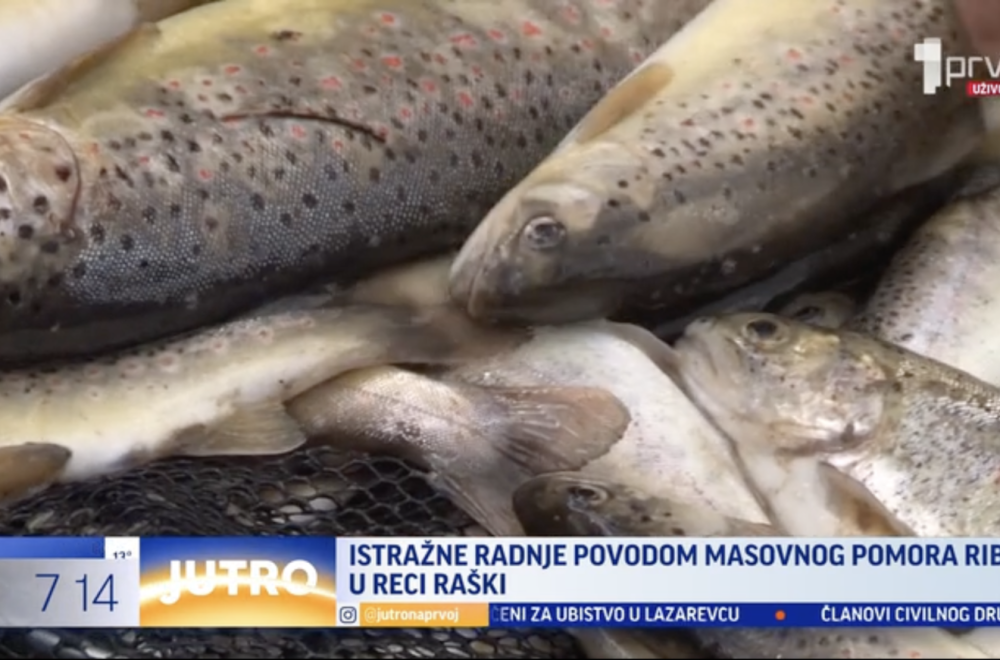 Istražne radnje povodom masovnog pomora ribe u reci Raški VIDEO