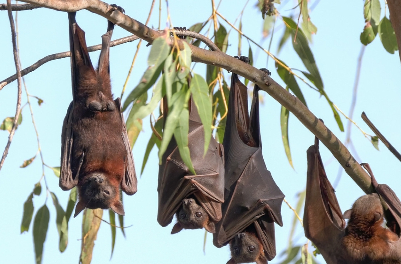 Zabeležen prvi smrtni slučaj kod ljudi od lisavirusa slepih miševa VIDEO