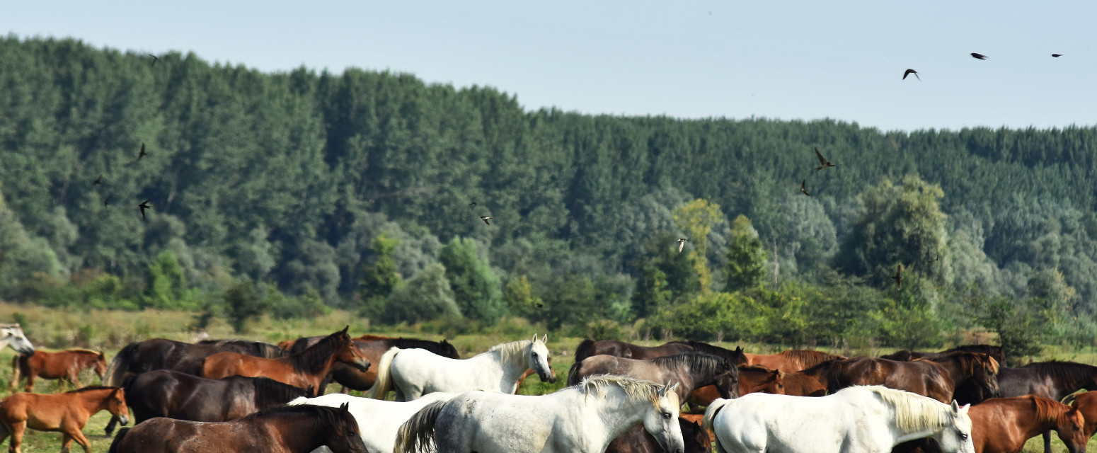 Rečno ostrvo na Dunavu je prava prirodna oaza: Zbog ovoga ga porede sa safarijem FOTO/VIDEO