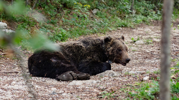 Vidiš medveda, ne vidiš medveda FOTO